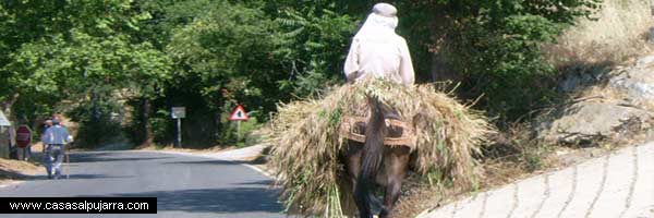 Curiosidades en La Alpujarra más turística