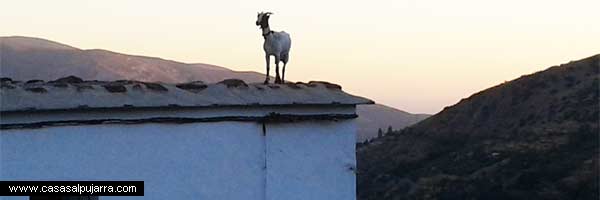 Una cabra libre en La Alpujarra