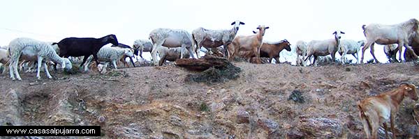 Pastores y ganadería de La Alpujarra