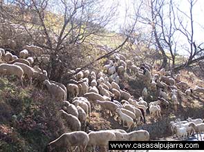 Pastores y ganadería de La Alpujarra