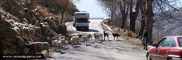 Pastores y ganadería de La Alpujarra